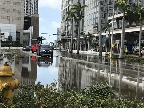 邁阿密市中心的道路上還有積水，大樹被連根拔起 。 （艾莉/大紀元） 