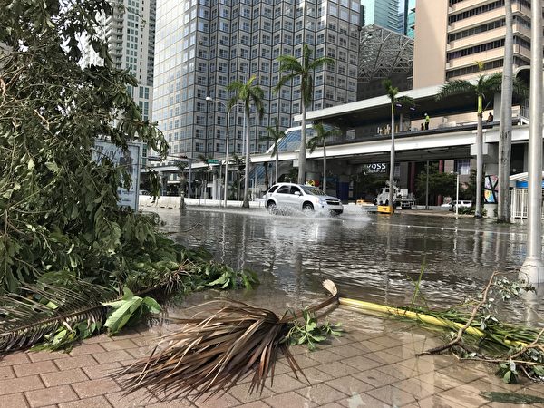 艾玛飓风过后，迈阿密还有积水，很多大树被连根拔起 。 （艾莉/大纪元）