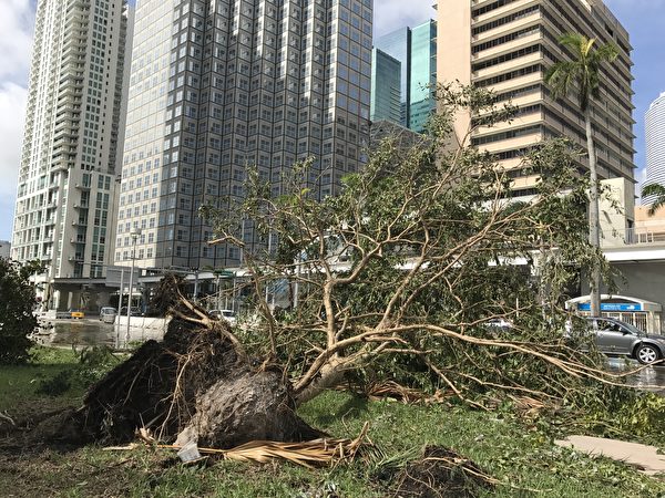 迈阿密市中心的道路上还有积水，大树被连根拔起 。 （艾莉/大纪元）
