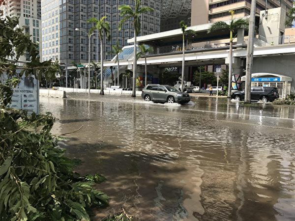 艾瑪颶風過後，邁阿密還有積水，很多大樹被連根拔起 。 （艾莉/大紀元）