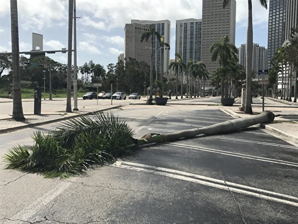 艾玛飓风过后，迈阿密的很多大树被连根拔起 。 （艾莉/大纪元）