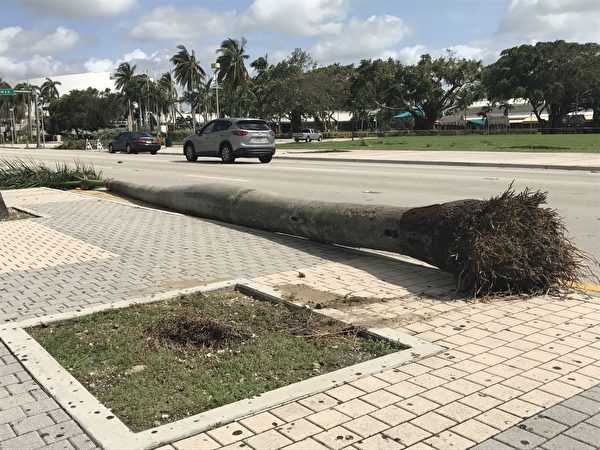艾瑪颶風過後，邁阿密的很多大樹被連根拔起 。 （艾莉/大紀元）