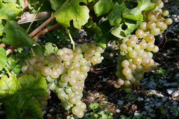 这是萨瓦特有的白葡萄品种——“Bergeron”，也叫瑚珊（Roussanne）。（龚简/大纪元）