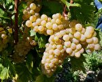 葡萄成熟了 走访法国萨瓦葡萄产区