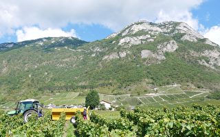 组图：法国萨瓦葡萄收获 景致迷人