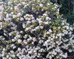 赵凤华：生命如花 芳自天来