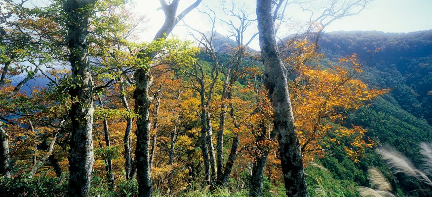 台湾山毛榉秋天绿叶转金黄吸引大批游客上山赏秋叶。（罗东林管处提供）