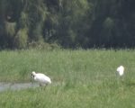秋风起黑琵报到 鳌鼓湿地赏鸟交管