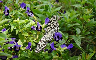 金獅湖蝴蝶園保育及復育成果佳，有30多蝶種，成蝶數量最高曾達350隻。（方金媛／大紀元）
