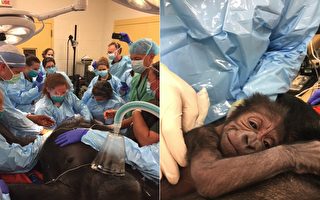 17歲大猩猩頭胎難產 醫生果斷出手 結果超溫馨