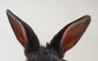 兔子耳朵长在狗身上？超特别萌宠让人融化