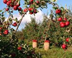 日本农夫花11年种出的苹果 只要一口全身细胞都感动