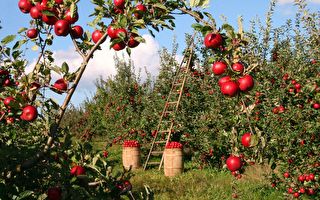 异常气候伤农业 麻州一果园取消自采苹果