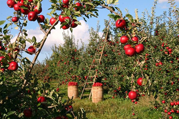 https://pixabay.com/photos/apples-orchard-apple-trees-1873078/