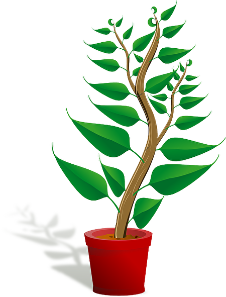 小樹苗。(Pixabay)