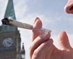 亚省出台大麻管理草案 最低消费年龄18岁