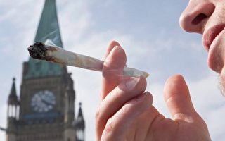 加拿大2018年7月大麻合法化。（加通社）