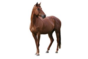 為什麼馬的量詞要用「匹」？