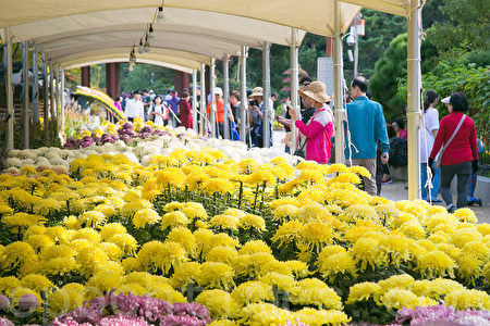 组图 秋天赏花趣韩国仁川菊花庆典登场 月尾公园 全景林 大纪元