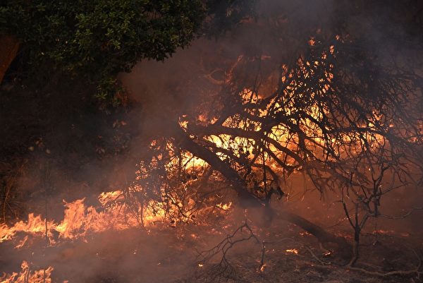 加州有史以来最惨重的火灾，十几起大火一夜之间窜起，一发不可收拾。图为10月11日，消防队员在圣罗莎葡萄园救火。(ROBYN BECK/AFP/Getty Images)