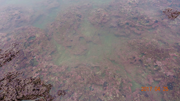 數千年歲月堆積 台灣桃園有世界級藻礁