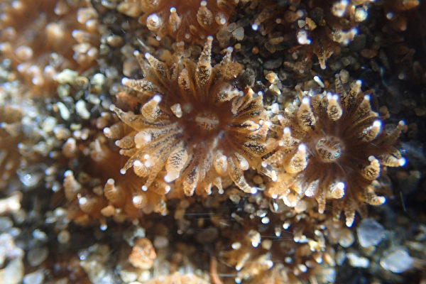 数千年岁月堆积 台湾桃园有世界级藻礁