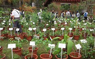 800种稀有药用植物  台中朝圣宫盛大开展