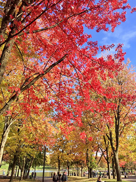 蒙特利尔皇家山的树叶。iPhone 6拍摄。（Photo courtesy of Jack Jiang）