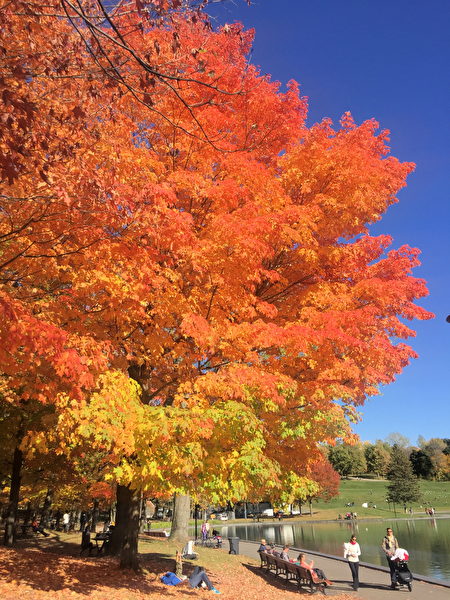 蒙特利尔皇家山的树叶。iPhone 6拍摄。（Photo courtesy of Jack Jiang）