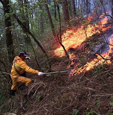 森林护管员除了查缉盗伐盗猎外，还要协助抢救森林大火。（林务局提供）