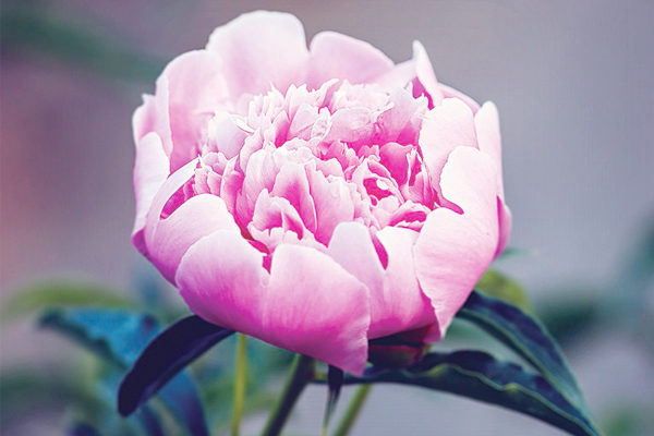 薛寶釵代表花是牡丹，服用的冷香丸，配方之一是牡丹花蕊。(Fotolia)
