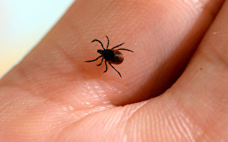 三州莱姆病例上升 这种虫子引发危险传染病
