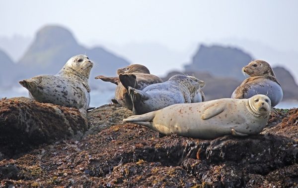 如果看到一群海豹，远离这些海豹150公尺以外。(pixabay)