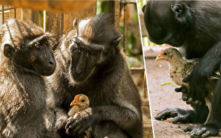小鸡撞进猕猴舍 与孤独母猴立即组成母子档