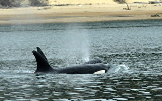 鯨魚遷徙季來臨 盤點昆州觀鯨之旅