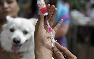 法國一名10歲的男孩8月中旬在斯里蘭卡被一隻小狗咬傷後罹患狂犬病，10月17日（週二）晚上在法國里昂的醫院去世。圖為一名醫師正在準備給寵物犬接種狂犬疫苗。（NOAH SEELAM/AFP/Getty Images）