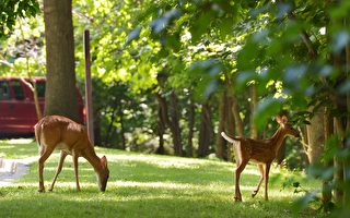 華盛頓特區附近的野生鹿。（MANDEL NGAN／Getty Images）
