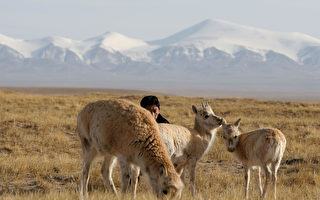 在十一黃金周，一群中國遊客因為駕駛越野車追逐瀕危的藏羚羊被罰款15750美元。 (China Photos/Getty Images)