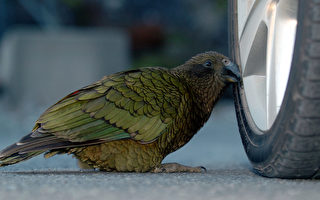 新西兰年度最佳鸟类 你知道吗？