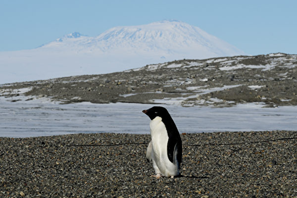 南極阿德利企鵝浩劫 一群族幼雛餓死只剩兩隻
