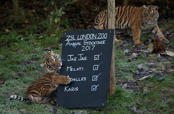 2017年1月3日，伦敦动物园的苏门答腊虎梅拉尼和它的一个宝宝。(DANIEL LEAL-OLIVAS/AFP/Getty Images)