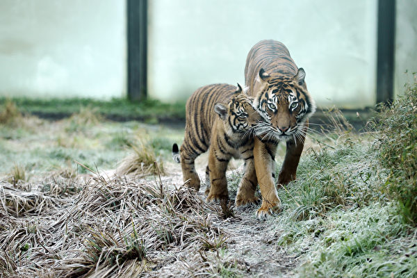 2017年1月3日，伦敦动物园的苏门答腊虎梅拉尼和它的一个宝宝。(DANIEL LEAL-OLIVAS/AFP/Getty Images)