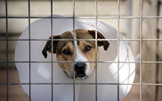 英國英格蘭新法案 虐待動物刑期提高十倍