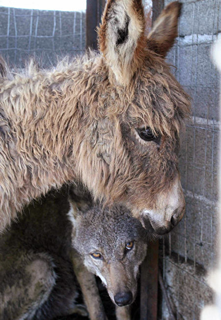 老驴和大灰狼不仅结成深厚友谊，而且形影不离的。(GENT SHKULLAKU/AFP/Getty Images)