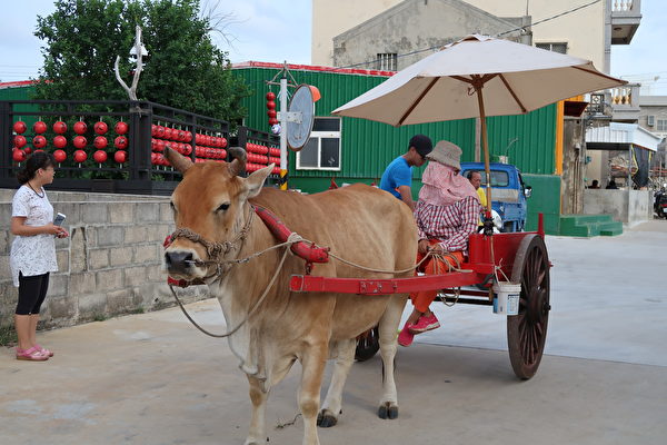 在南寮还可体验乘牛车的乐趣，名叫欧采茶的阿嬷轻松的驾着牛车，车上可乘载四、五名乘客。(徐曼沅／大纪元)