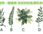 四種植物選一個 測出你的氣場和命運