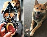 狗狗有眼不识华伦天奴 墨尔本时尚达人泪奔