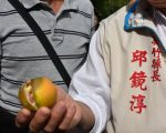 天氣變化大 茂谷柑開口笑、果農欲哭無淚