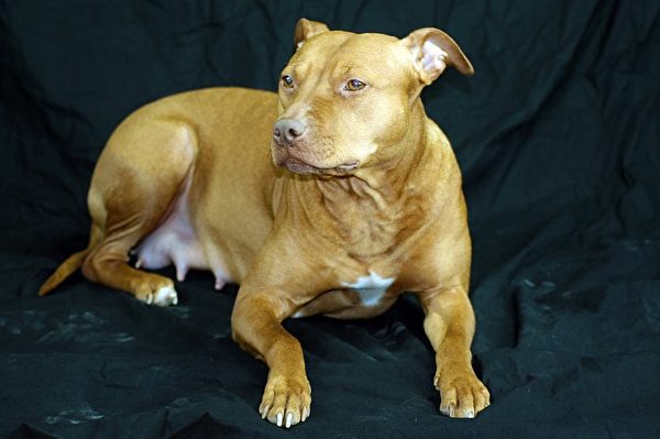 比特犬露西在危急關頭救了主人。圖為一隻模特比特犬。(Pixabay)