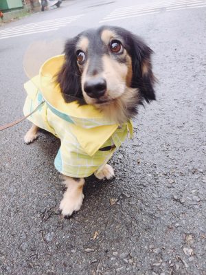 选择活泼鲜明的宠物雨衣，增加在雨中的安全性。（新竹市府提供）